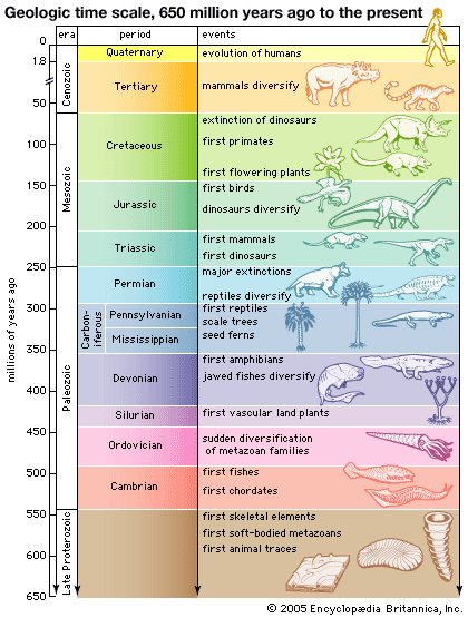 <p>PreCamberian time (4.6 BYA)</p><p>Paleozoic Era (540 Mya)</p><p>Mesozoic Era (248 mya)</p><p>Cenozoic Era (65 mya)</p>