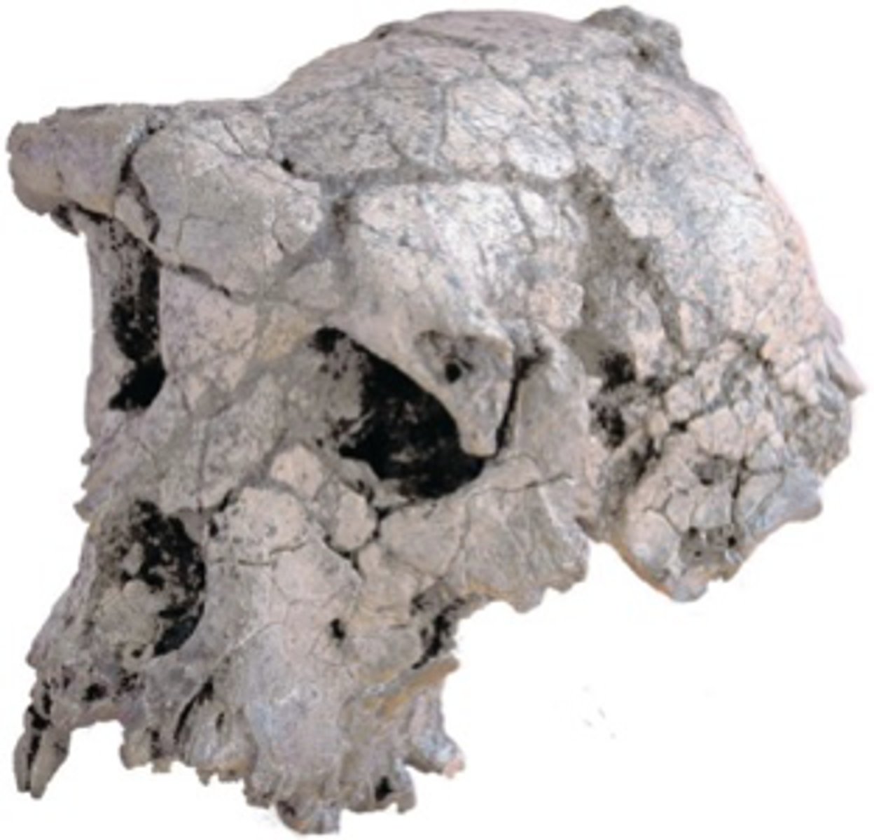 <p>The skull of Sahelanthropus Tchadensis is argued to be the earliest of the hominins and one of only two known species from Western Africa.</p>