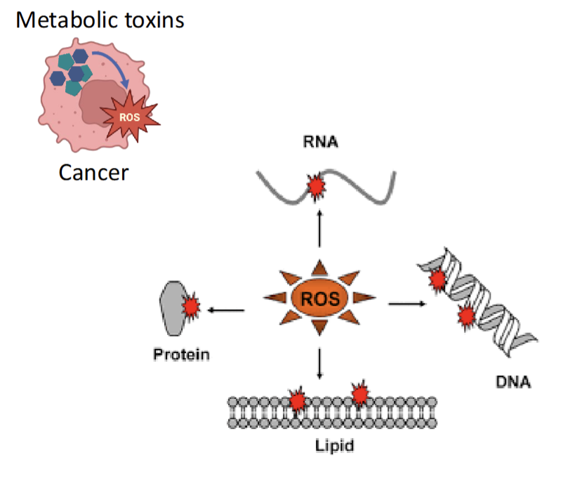 <p>Increased production of ROS, but cancer protect themselves by increasing expressing of ROS detoxification gene like superoxide dismutase and catalse</p>