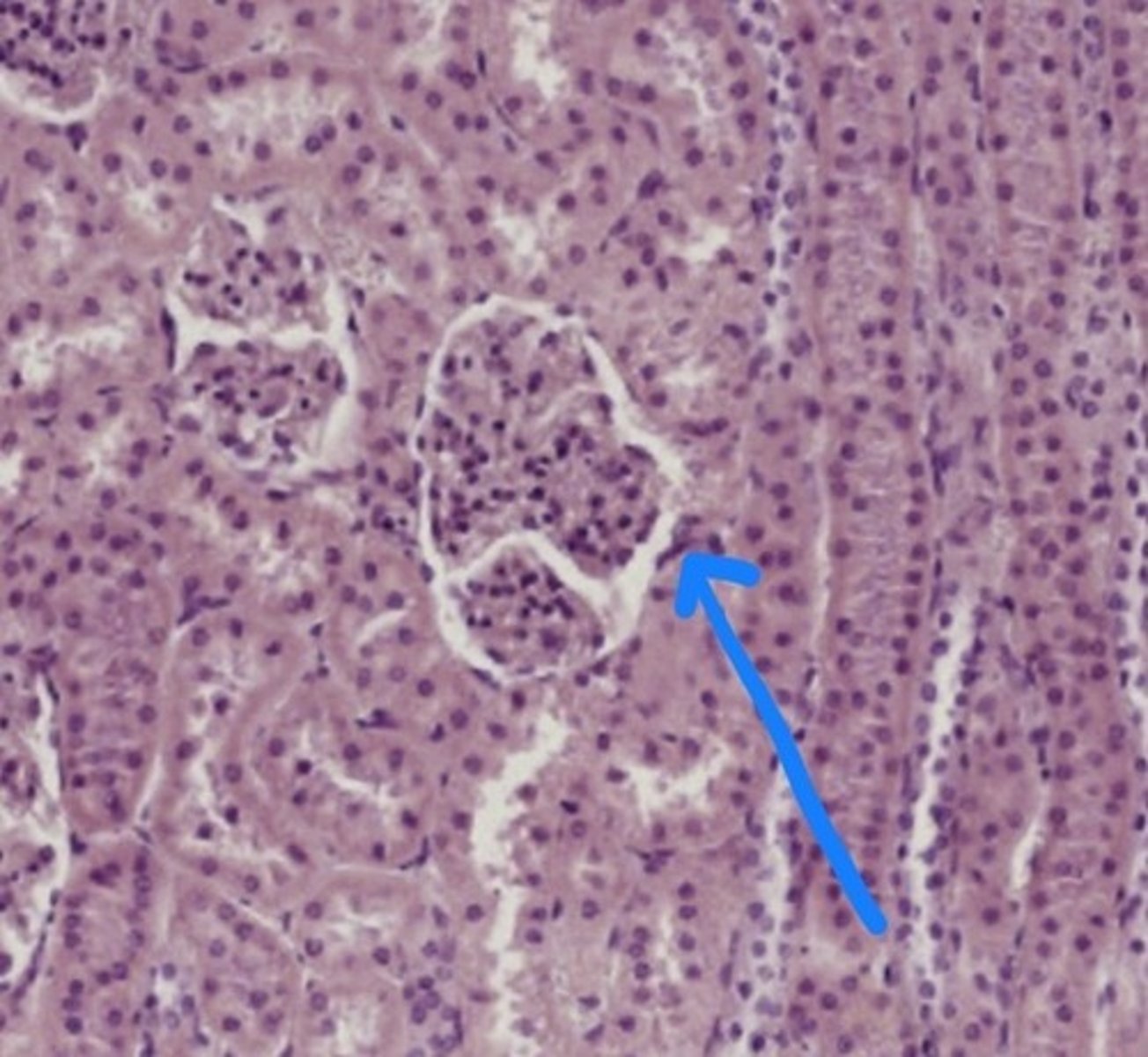 <p>Name the structure</p>