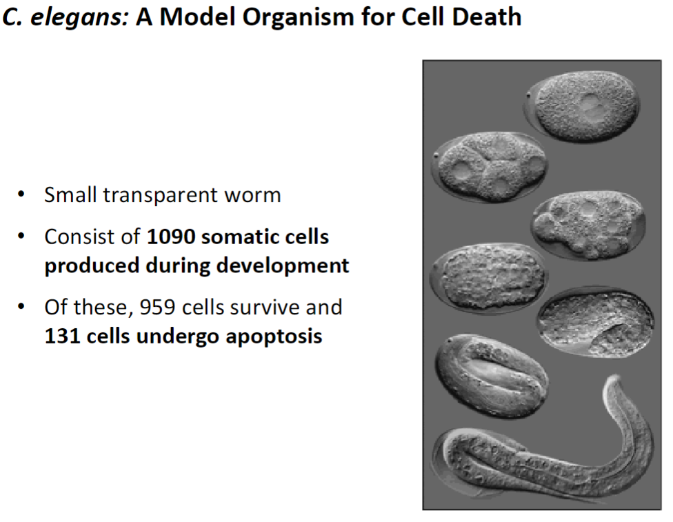 <p><strong>Overview</strong><br> Small transparent worm used to study apoptosis<br> Consists of 1090 somatic cells produced during development</p><p><strong>Cell Fate</strong><br> 959 cells survive<br> 131 cells undergo programmed cell death (apoptosis)</p>