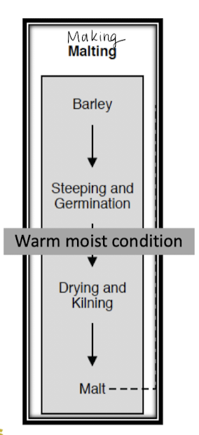 <p>Beer Process: Malting</p>