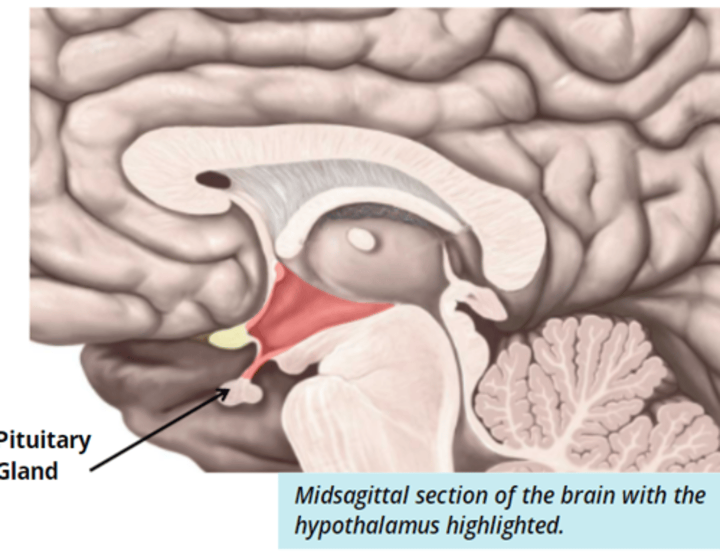<p>- small structure below the thalamus that is connected to the pituitary gland </p><p>- controls the release of hormones through the pituitary gland</p>