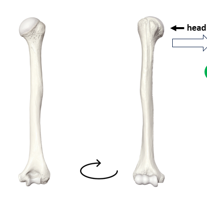 <p>What bone is this?</p>