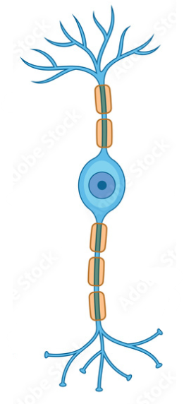 <p>What is the classification of this neurone?</p>