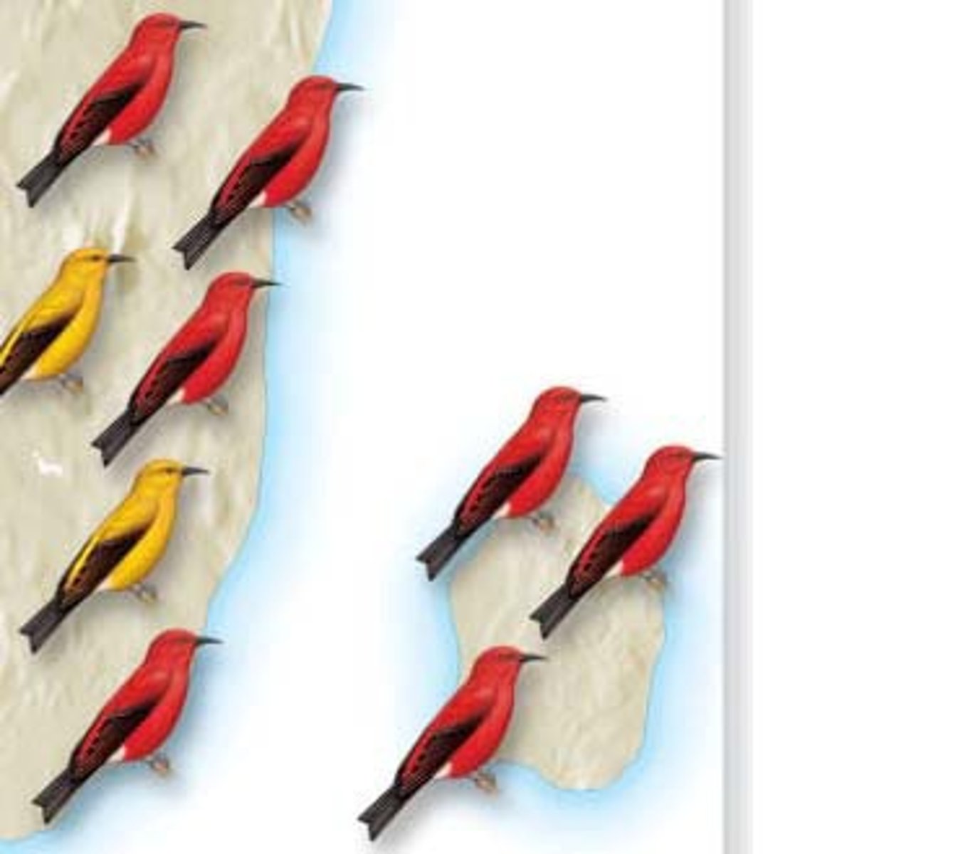 <p>when a new population is created, only some genes are transferred because not all of the population goes.</p><p>ex) the red birds making their new group loose the yellow ones that were previous, loosing genes.</p>