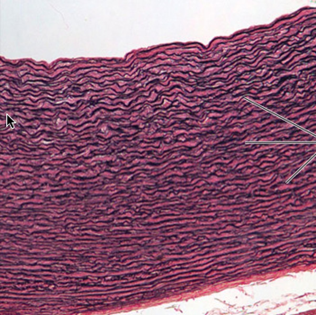 <p>Walls of large arteries and bronchial tubes</p>