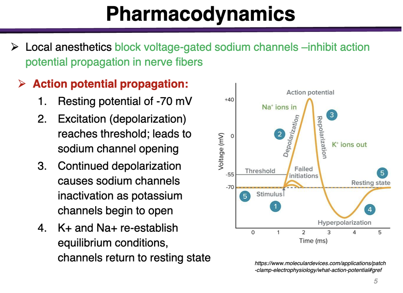<p>1. Resting potential of -70 mV</p><p>2. Excitation (depolarization) reaches threshold; leads to sodium channel opening</p><p>3. Continued depolarization causes sodium channels inactivation as potassium channels begin to open</p><p>4. K+ and Na+ re-establish equilibrium conditions, channels return to resting state</p>
