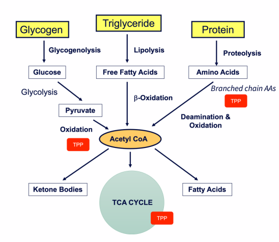 <p>- TDP is a cofcator for many decarboxylation reactions</p><p>- Energy production and nutrient metabolism (Pyruvate dehydrogenase, alpha ketoglutarate dehydrogenase, branched-chain alpha-keto acid dehydrogenase complexes)</p><p>- Metabolites for nucleotide synthesis (via PPP) (transketolase)</p><p>- Nervous system functions (not as a coenzyme)</p>