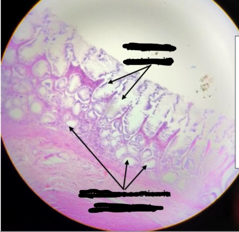 <p><span>Identification:</span></p>