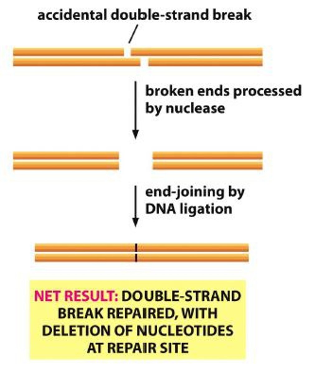 <p>•Can be repaired, but imperfectly<br>-No intact template for repair<br>-Particularly dangerous</p>