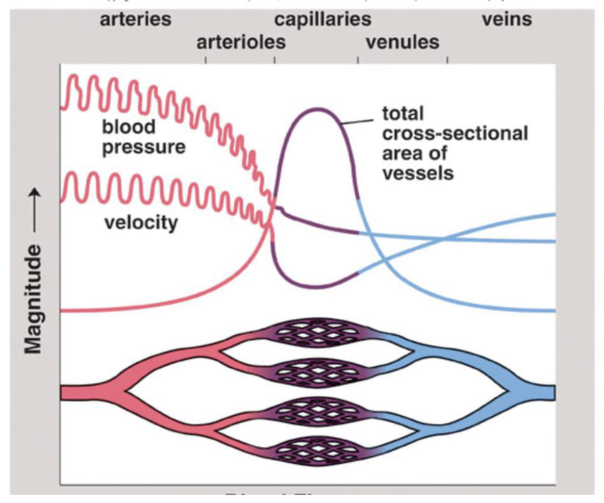 <p>Slow flow = increase gas/nutrient exchange</p><p>-a slower movement because more capillaries →allows time for substances to be exchanged between the blood and tissue</p><p>Capillaries: DEC BP, DEC velocity, INC Surface Areas</p><p>&nbsp;</p>