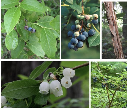 <ul><li><p>Family: Ericaceae</p></li><li><p>Highbush Blueberry</p></li></ul><p></p>