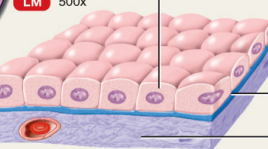 <p>Cube-shaped epithelial cells involved in secretion and absorption.</p>