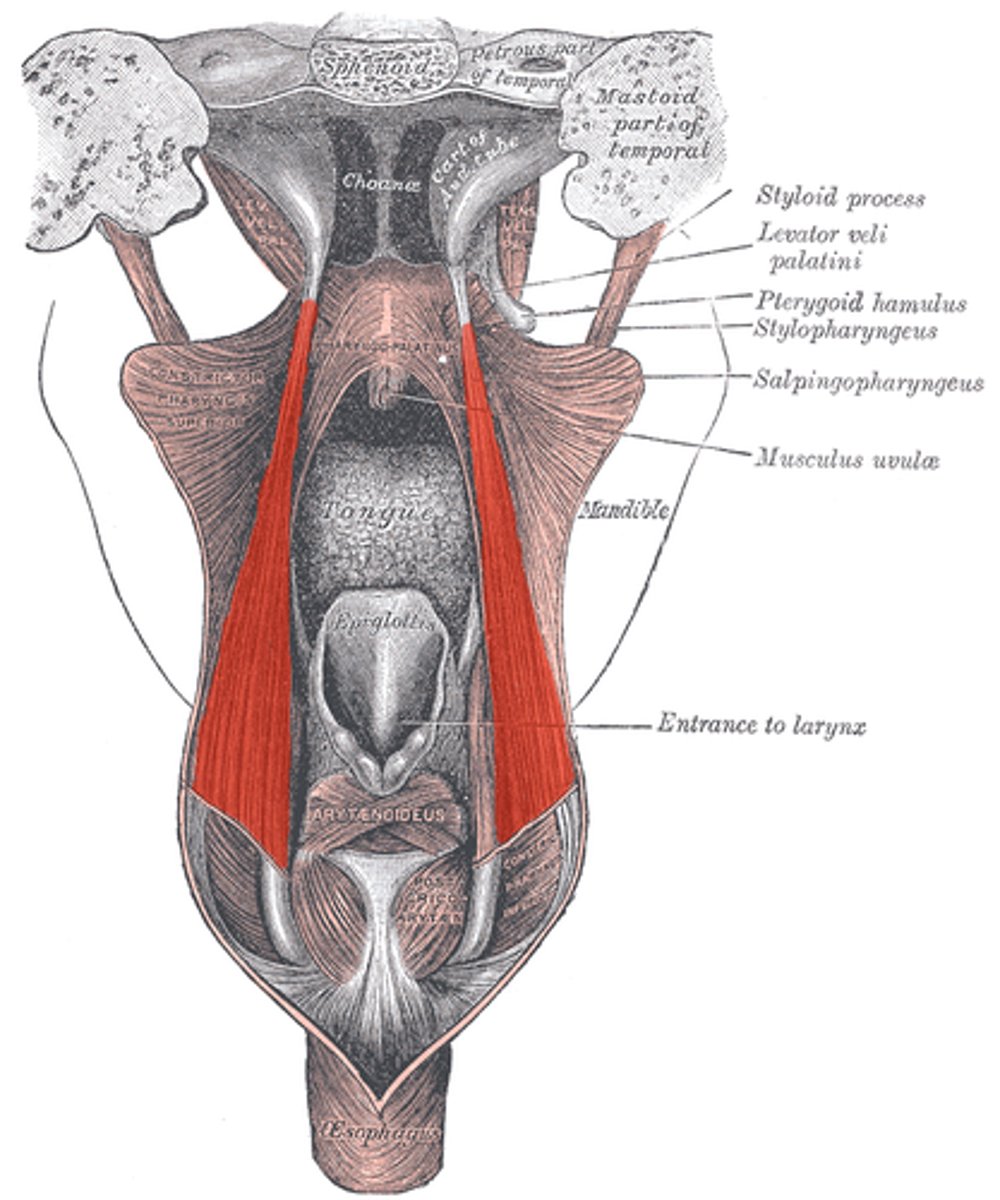 <p>Origin: originates from the lower part of the cartilage of the auditory tube (Eustachian tube).</p><p>Insertion: walls of the pharynx.</p><p>Its fibers blend with those of the constrictor and palatopharyngeus muscles.</p>