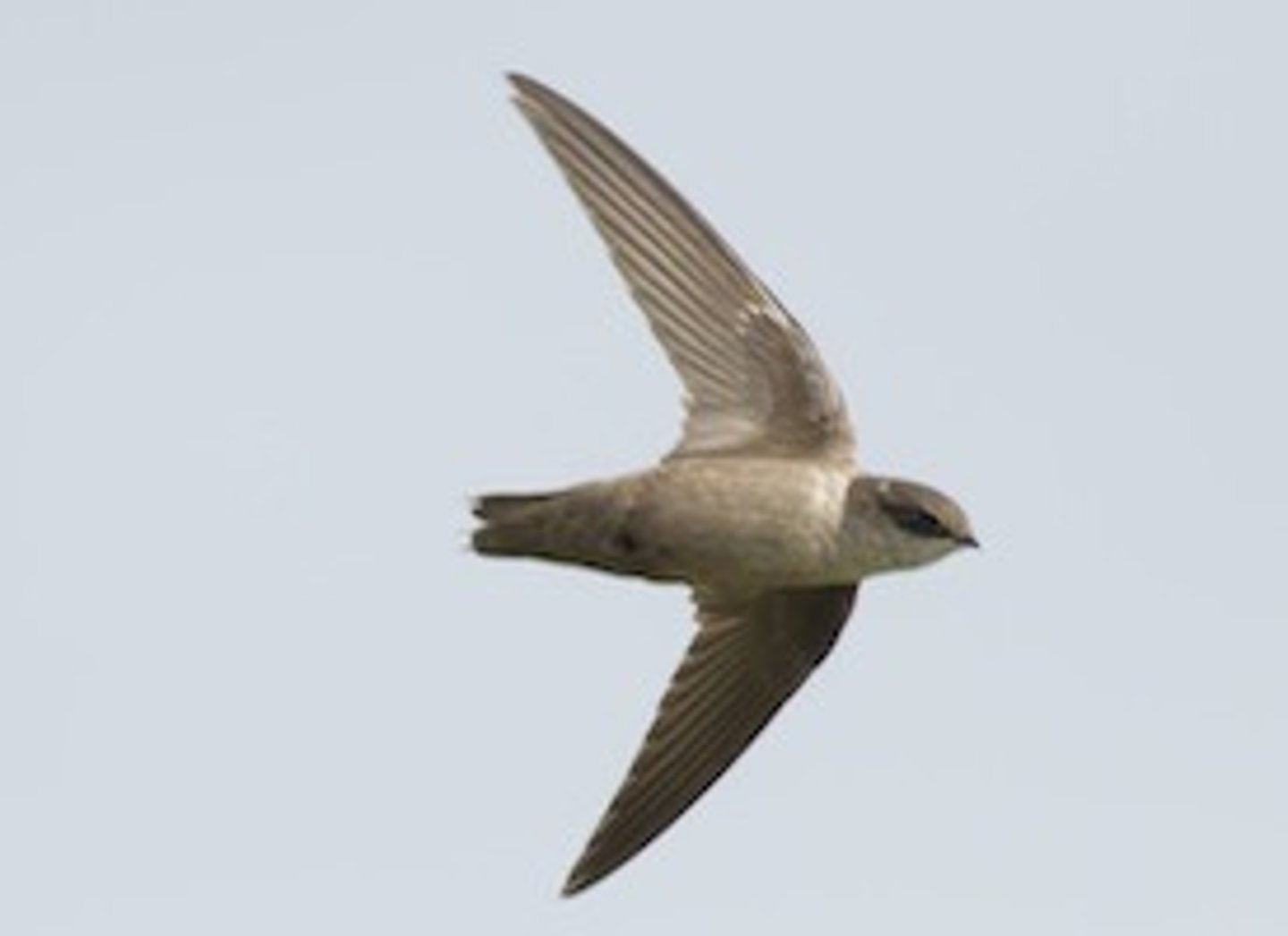 <p>Vaux's Swift</p>