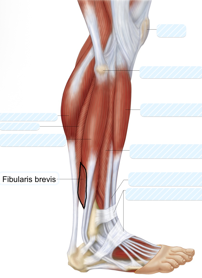 <p>fibularis brevis</p>