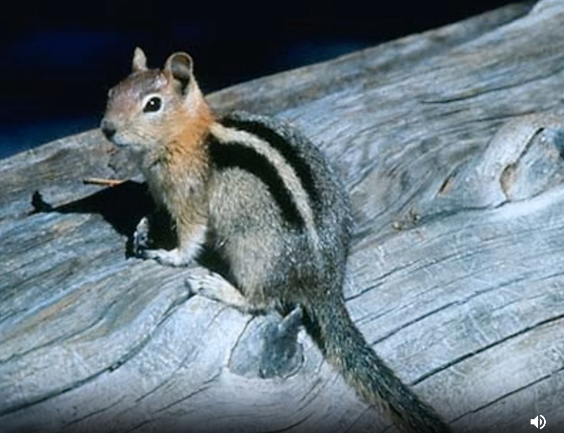 Golden mantled ground squirrel
