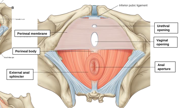 <p>vaginal opening </p>