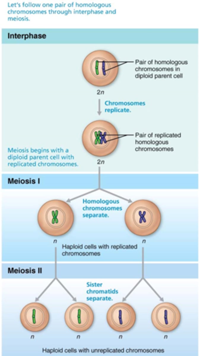 <p>secondary spermatocytes, 23</p>