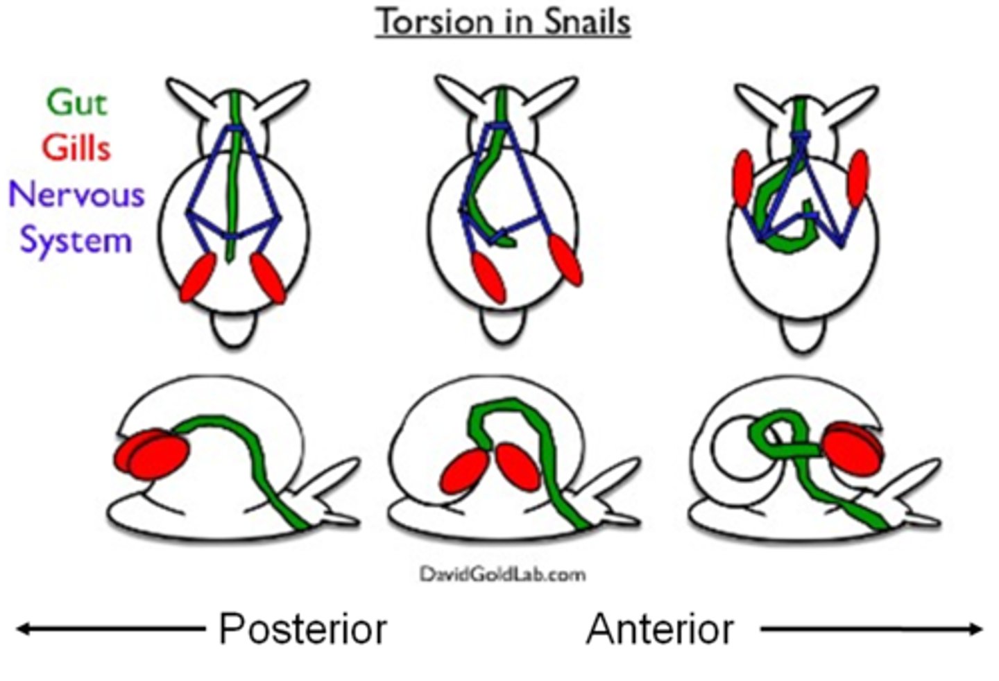 <p>the visceral mass is twisted during embryonic development, mantle cavity is on anterior end above the mouth, leads to foiling (butt is on head)</p>