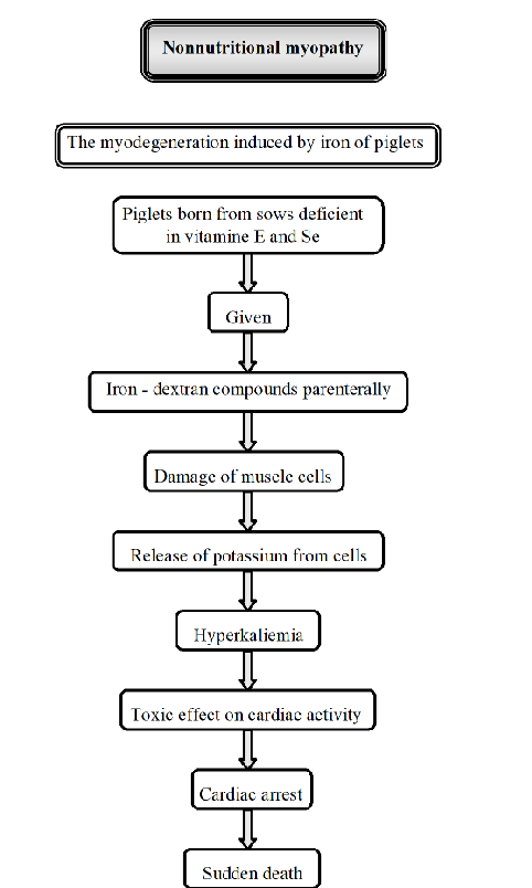 <p>“Non-nutritional myopathy in Piglets”. Muscle diseases not primarily caused by dietary deficiencies. It is caused by other factors like excessive iron injections.</p><p><strong>Iron-induced myodegeneration:</strong></p><ol><li><p>Piglets are born from sows deficient in Se and vitamin E</p></li><li><p><strong>Trigger:</strong> piglets are given iron-dextran compounds injection</p></li><li><p>The injection cause muscle damage, releasing potassium →<strong> hyperkalemia.</strong></p></li><li><p>consequence: toxic effect on cardiac activity, cardiac arrest</p></li><li><p>sudden death</p></li></ol><p></p>