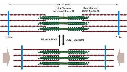myosin heads bind to actin, myosin head moves pulling actin, sarcomere shortens, z discs move closer together, I band narrows, h zone narrows/ disappears, a band stay the same