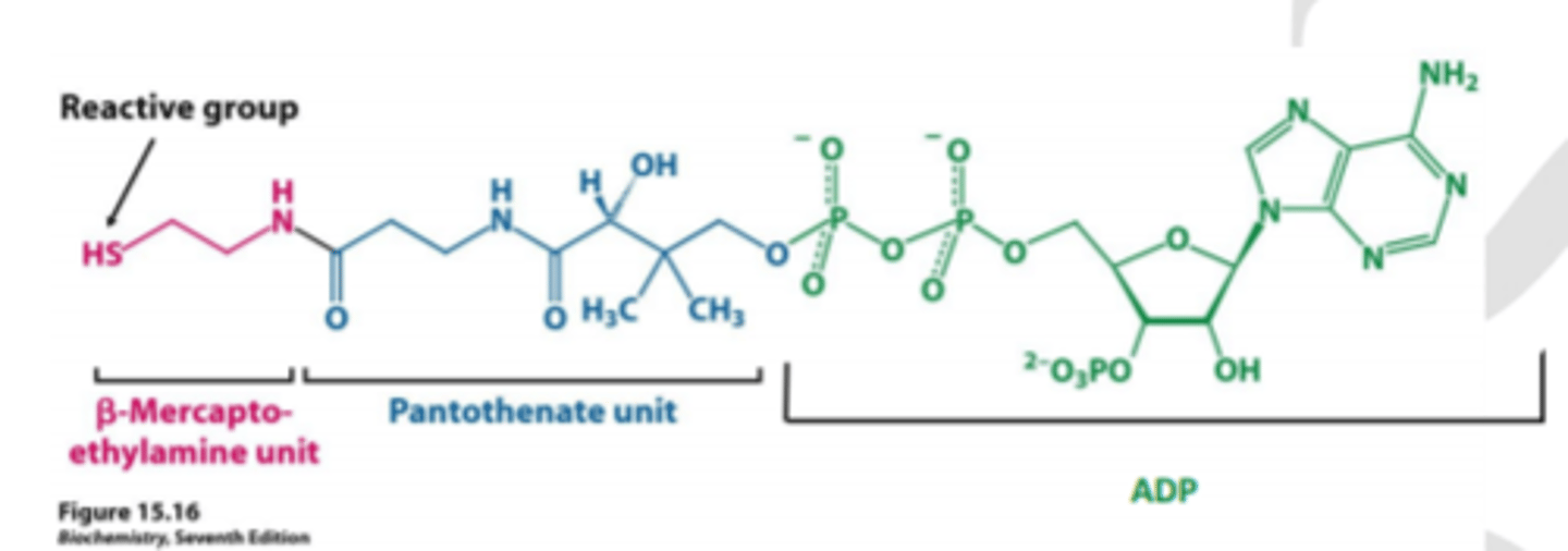 <p>kofaktors, kas iesaistīts citronskābes ciklā un taukskābju metabolismā kā acetil vai acil grupu pārnesējs.</p>