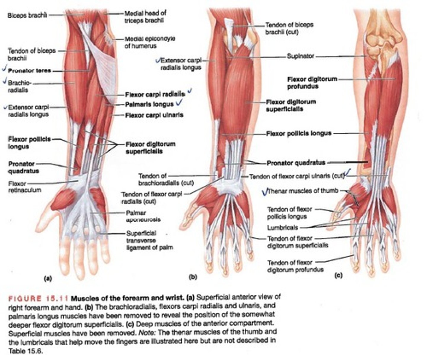 <p>Pronator teres, flexor carpi radialis, palmaris longus, flexor carpi ulnaris, extensor carpi radialis, extensor digitorum, and extensor carpi ulnaris</p>