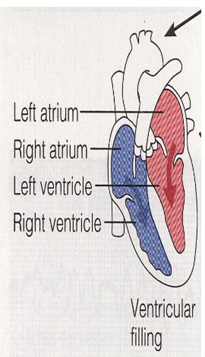<p>What happens during Diastasis? </p>