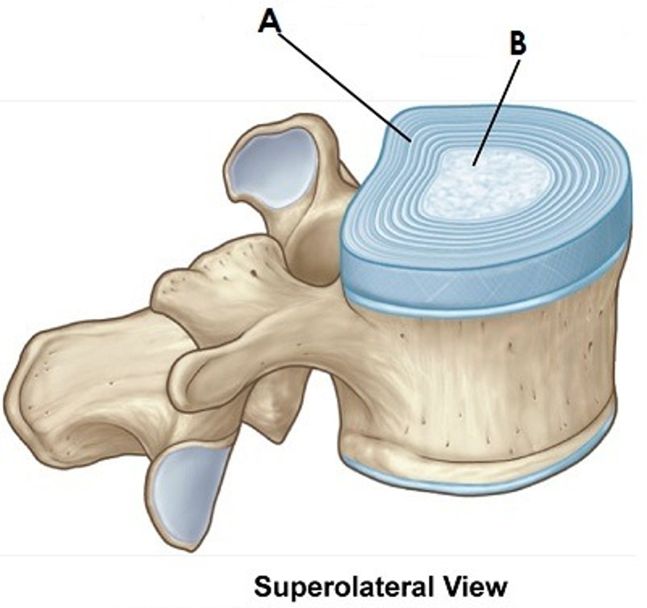 <p>B</p><p>gelatinous central mass (can bulge out (herniated disks))</p>