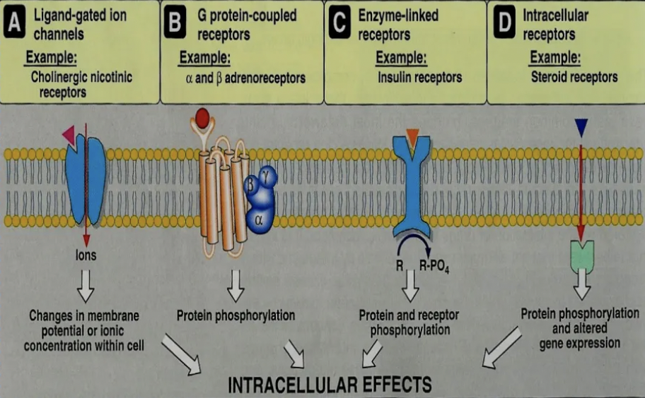 <ol><li><p><strong>Ionotropic Receptors</strong> = Ligand-gated ion channels</p><ul><li><p><u>Response:</u> Rapid</p></li><li><p><u>Extracellular</u></p></li><li><p><u>MoA:</u> Ligand binds receptor to open ion channel</p></li><li><p><u>Examples:</u> Nicotinic ACh, AMPA, GABA receptors</p></li></ul></li><li><p><strong>Metabotropic Receptors</strong> = G protein coupled receptors</p><ul><li><p><u>Response:</u> Slower than ionotropic (s - mins)</p></li><li><p><u>Extracellular</u></p></li><li><p><u>MoA:</u> Ligand binds receptor to change conformation of G-protein → Open channel or activate enzyme</p></li><li><p><u>Examples:</u> Opioid, adrenergic, muscarinic ACh receptors</p></li></ul></li><li><p><strong>Tyrosine Kinase Coupled Receptors</strong> = Controlling cell growth</p><ul><li><p><u>Response:</u> Minutes to hours</p></li><li><p><u>Extracellular</u></p></li><li><p><u>MoA:</u> Ligand (hormone) binds receptor to activate tyrosine kinase which phosphorylates the tyrosine residue on their substrates intracellularly → Activation of many intracellular signalling pathways</p></li><li><p><u>Examples:</u> Hormones eg. insulin, thyroid, growth factor receptors</p></li></ul></li><li><p><strong>Nuclear Receptors</strong> = Receptors in nucleus or cytoplasm</p><ul><li><p><u>Response:</u> Hours to days BUT widespread response throughout body (longer duration of action)</p></li><li><p><u>Intracellular</u></p></li><li><p><u>MoA:</u> Interferes with DNA to increase/decrease gene transcription and therefore, protein synthesis</p></li><li><p><u>Example:</u> Corticosteroid receptors</p></li></ul></li></ol><p></p>