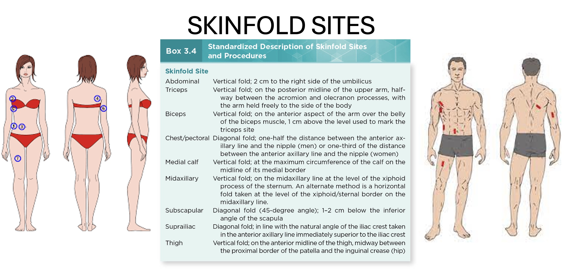 <p>-Estimates body fat percentage by determining thickness of several folds of skin across body</p><p>*NOT a simpe antro measure!</p><p><strong>-Principle: amount of subcutaneous fat is proportional to total amount of body fat</strong></p><p>•~1/3 of total fat in body is located subcutaneously</p><p>•Exact proportion varies with sex, age, and race</p>