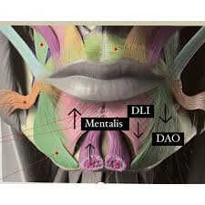 <p>Elevates the lower lip, located in the chin area; functions to elevate and protrude the lower lip for pouting.</p>