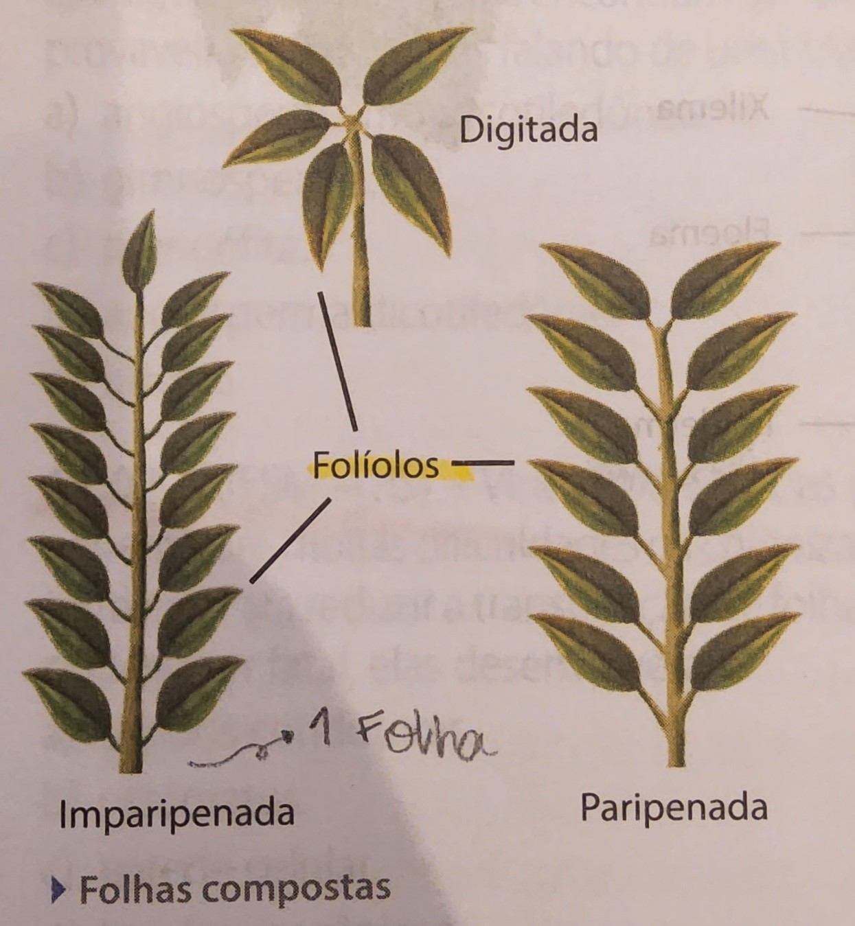 * limbo dividido em partes = folíolos, conta apenas como uma folhas, oferece menos resistência (vento)

\
* heterofilia → plantas com diferentes tipos de folha