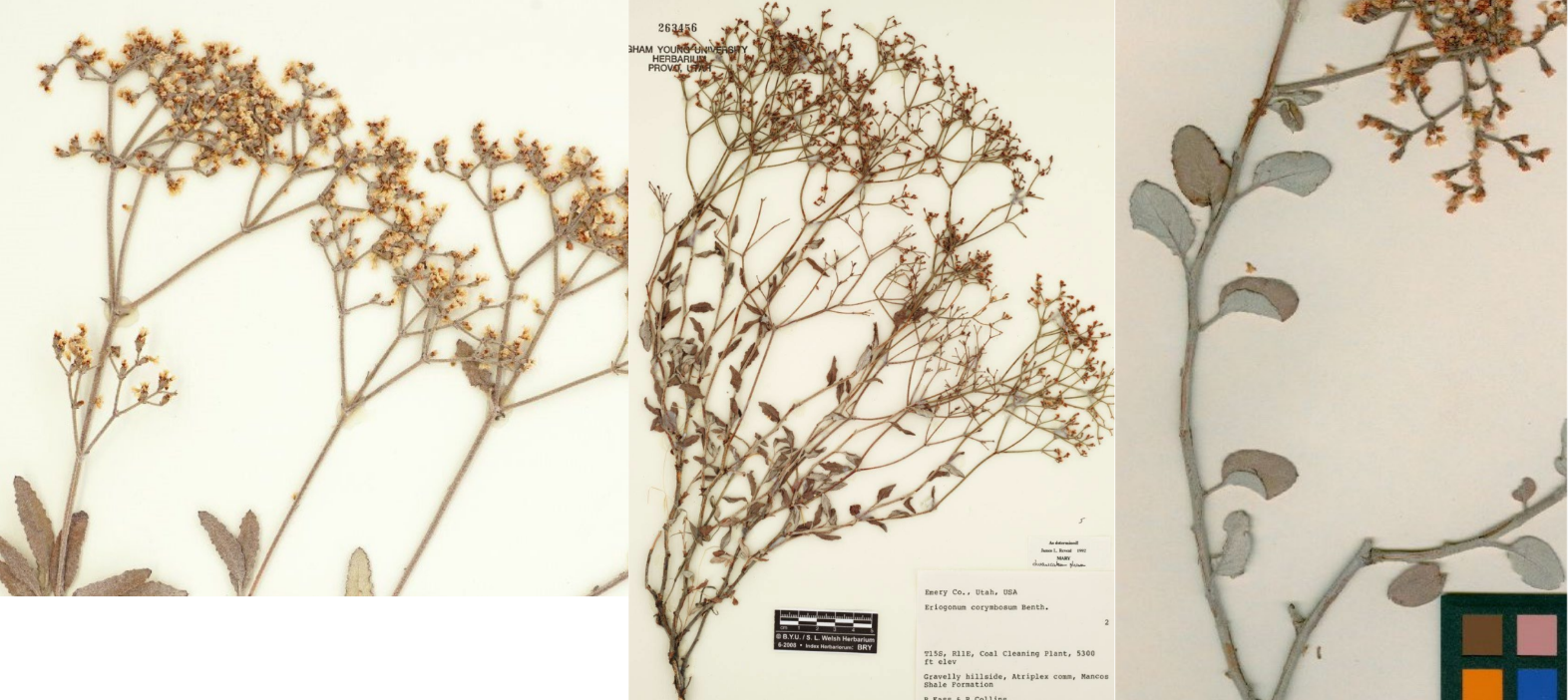 <p>Corymb inflorescence</p><p>Harry leaves and stems</p><p>Leaves pale underside</p>