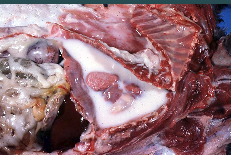 <p><span><strong>Θωρακική κοιλότητα γάτας</strong></span></p><img src="https://knowt-user-attachments.s3.amazonaws.com/e042d00d-a523-413d-9496-957750803313.png" data-width="100%" data-align="center"><p></p>