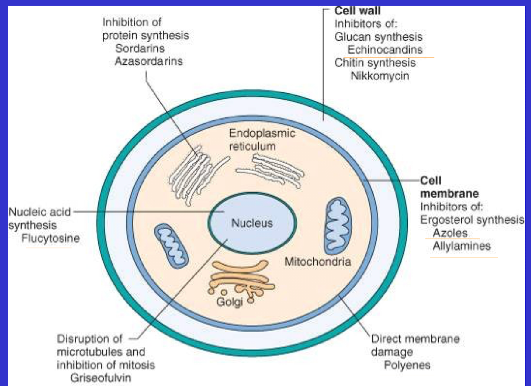 <ul><li><p>Relies on selective toxicity, parts of fungus which are different than eukaryotic cells (To protect host)</p></li><li><p>Cell wall, nuclear division, protein synthesis</p></li></ul><p></p>