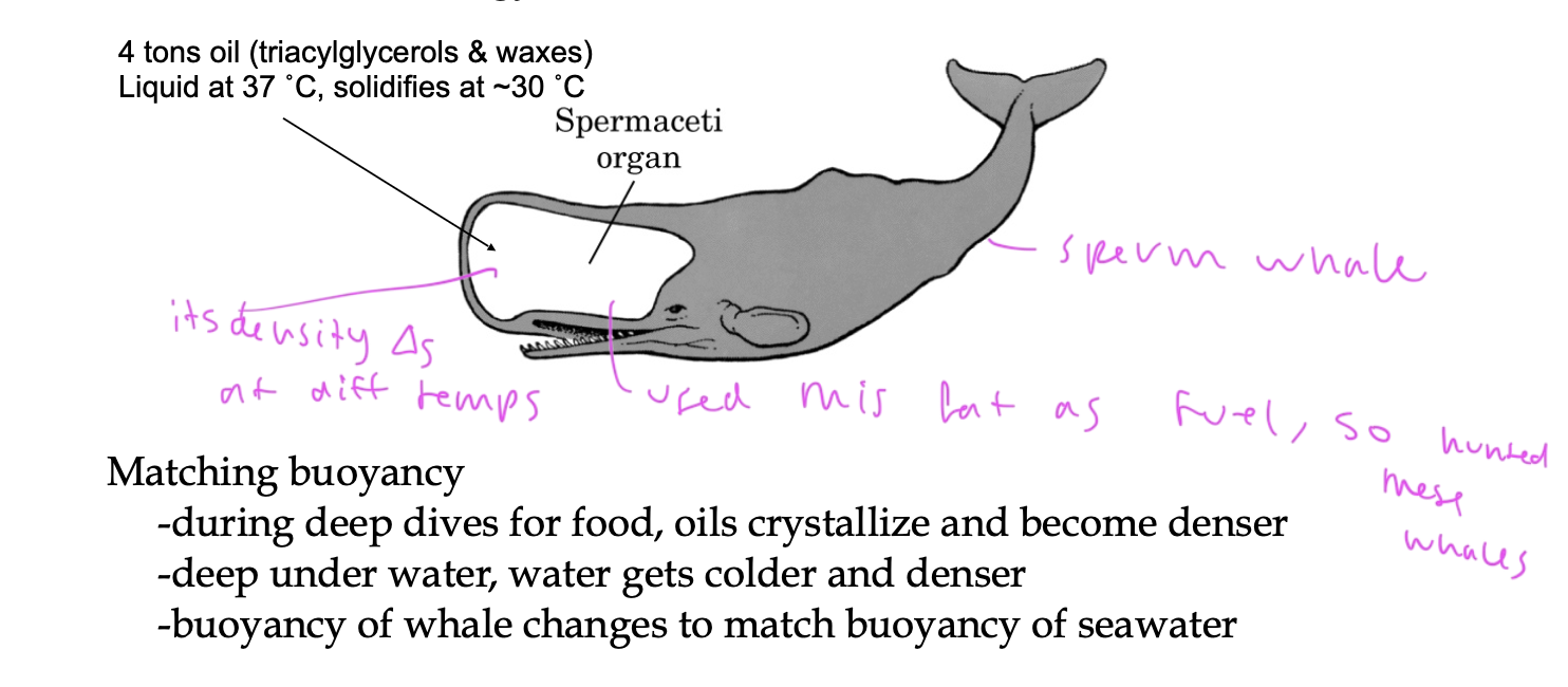 <p>insulation and energy source</p><ul><li><p>sperm whales use it in their head to be able to dive deep down</p></li><li><p>people used to hunt their heads for fuel since it has so much oil /fat in there</p></li></ul><p></p>