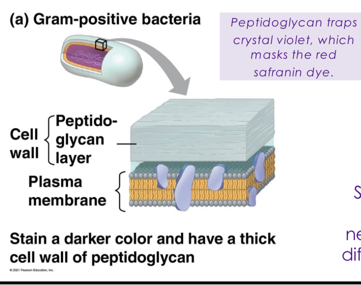 <p>Cocci bacteria with a thick peptidoglycan layer in their cell wall and no outer membrane, which traps crystal violet stain, purple color after Gram staining.</p>