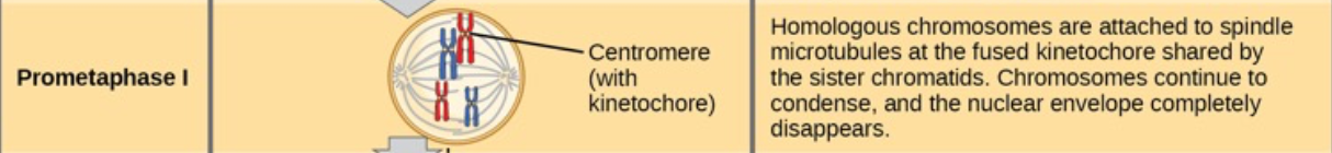 <ul><li><p>Nuclear envelope is completely gone.</p></li><li><p>Spindle fibers attach to each homologous chromosome.</p></li><li><p>Pairs of homologous chromosomes start moving toward the middle.</p></li></ul><p></p><p><strong>second stage of meiosis I</strong></p><ol><li><p><strong>Nuclear Membrane Breaks Down:</strong></p></li></ol><p>The <strong>nuclear envelope</strong> dissolves completely, freeing the chromosomes into the cytoplasm</p><ol start="2"><li><p><strong>Spindle Fibers Attach to Chromosomes:</strong></p></li></ol><ul><li><p><strong>Microtubules</strong> (spindle fibers) grow from opposite ends of the cell and attach to <strong>kinetochore proteins</strong> on each chromosome’s <strong>centromere</strong>.</p></li><li><p>Each homolog in the pair attaches to spindle fibers from <strong>opposite poles</strong> of the cell</p></li></ul><ol start="3"><li><p> <strong>Chromosomes Still Connected at Chiasmata:</strong><br>Even though the nuclear envelope is gone, the homologous chromosomes remain connected at the <strong>chiasmata</strong>, where crossing over occurred in prophase I</p></li></ol><p>• Spindle fiber microtubules attach to the kinetochore proteins at the centromeres</p><p class="p1">• Homologs still held together at chiasmata</p><p class="p1">UK• Nuclear membrane is completely broken down</p>