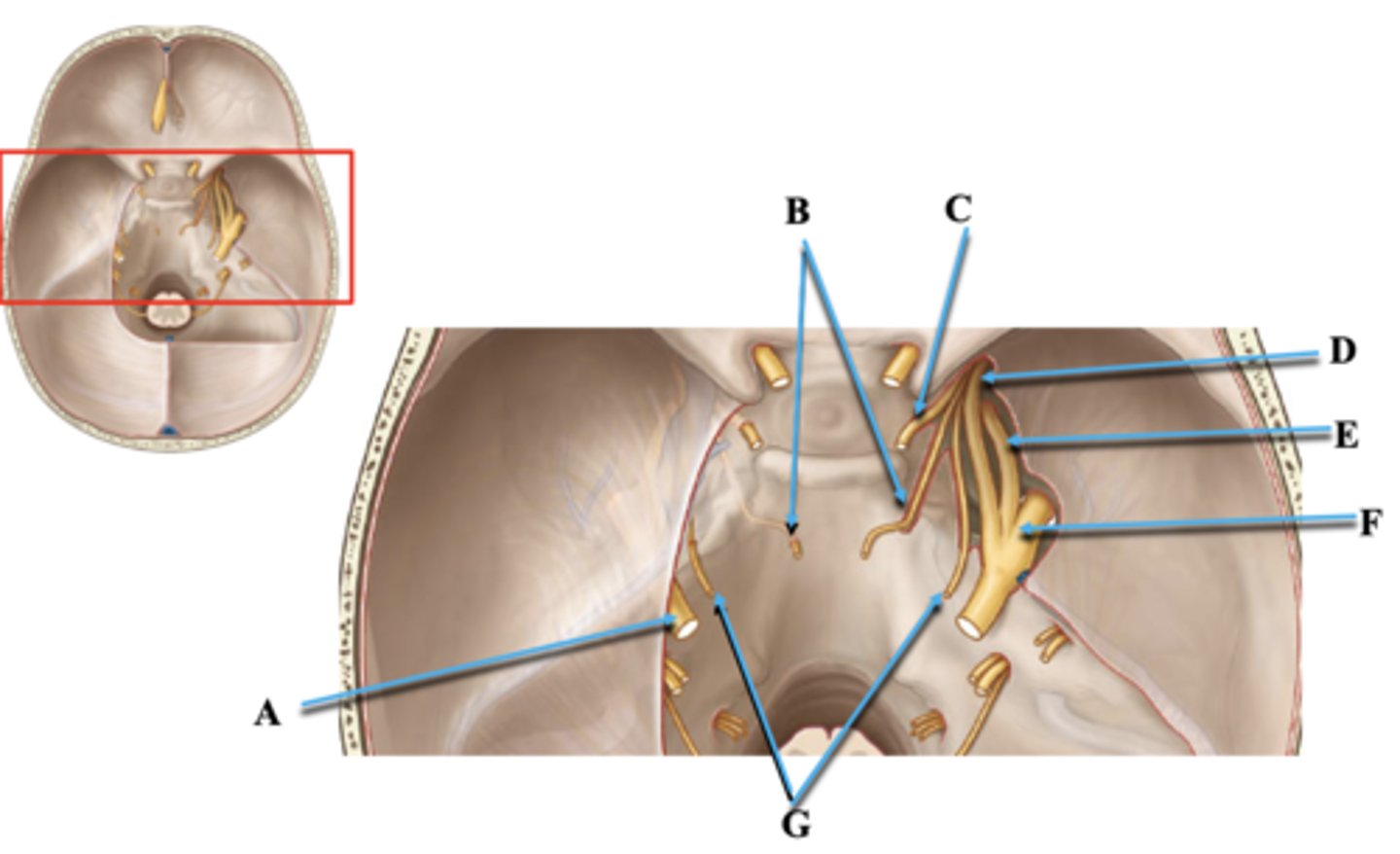 <p>Identify C.</p>