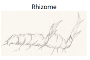 <p>Rhizome</p>