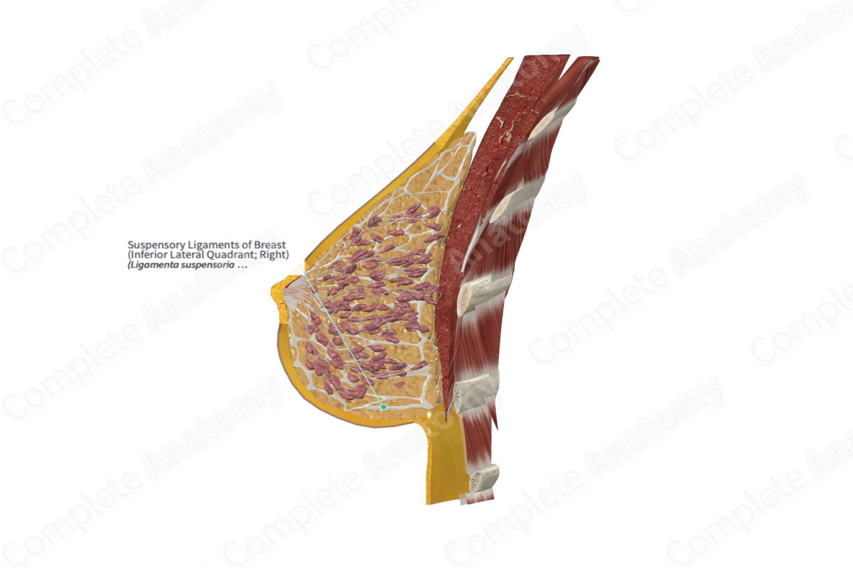 <p>(suspe.lig) of breast</p>
