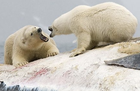 <ul><li><p>Individuals interact DIRECTLY with one another (fighting, aggression) to obtain a limited resource</p></li></ul><p></p>