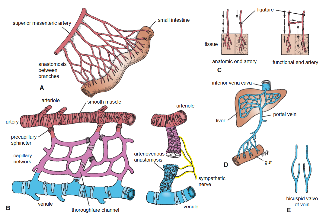 <p>Microscopic vessels in the form of network connecting arterioles to the venules</p>
