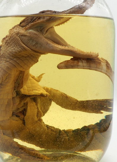 <p>Phylum, subphylum, class?</p>