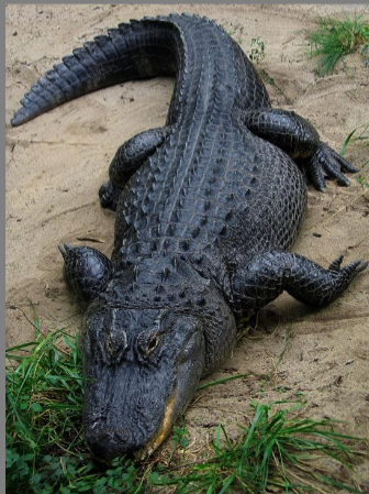 <p>Alligators and caimans</p><p>Temperature dependent sex</p><p>U shaped snout, shorter and blunt</p><p>2 species, in south US and china</p>