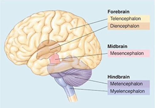 <p>contain nuclei, cerebrospinal fluid pathways through ventricles, aqueducts, and canals</p>