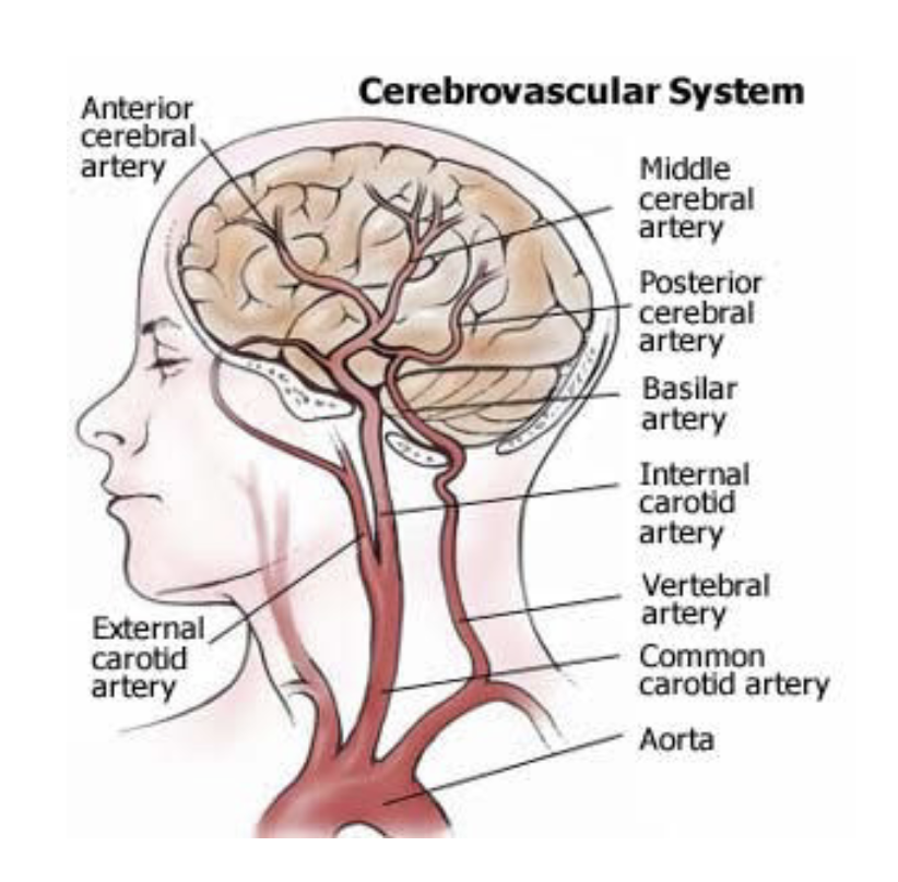 <p>blood from to heart to brain,</p><p><span><span>Arteries- transport oxygen and nutrient rich </span></span><span style="color: rgb(0, 0, 0);"><span>blood to brain</span></span></p><p><span style="color: rgb(0, 0, 0);"><span>Veins- bring deoxygenated blood back to heart to be reoxygenated</span></span></p><p><span style="color: rgb(0, 0, 0);"><span>1) Cerebral arteries - provide blood<br>flow in the anterior, middle and<br>posterior cerebrum<br>2) Carotid arteries - circulate blood<br>from heart<br>1) Internal carotids (2) - to brain<br>2) External carotids (2) - to face<br>and neck<br>3) Vertebral arteries (2) - circulate<br>blood from heart to the back of the<br>neck - merge to form the basilar<br>artery at level of pons<br>4) Basilar artery – forms where the two<br>vertebral arteries join at the base of<br>the skull.<br>• carries oxygenated blood to the<br>cerebellum, brainstem, and occipital<br>lobes</span></span></p>